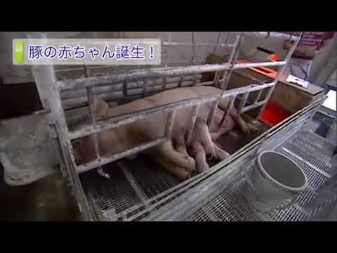 麻布大学 研究室紹介32_豚の赤ちゃん誕生