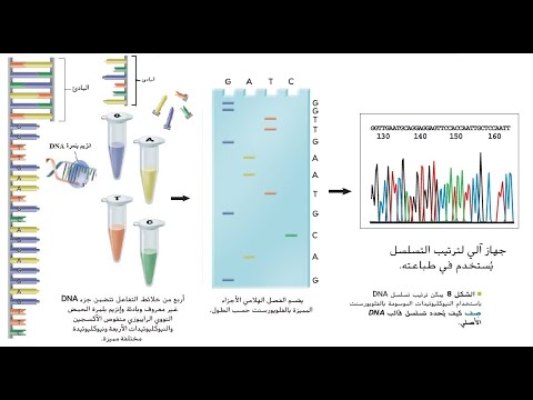 تكنولوجيا الحمض النووي - الجزء الرابع - بريدج