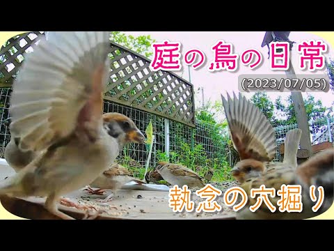 ガーデンマーモットの穴 何が彼らを惹きつけるのか どうやって追い払うのか