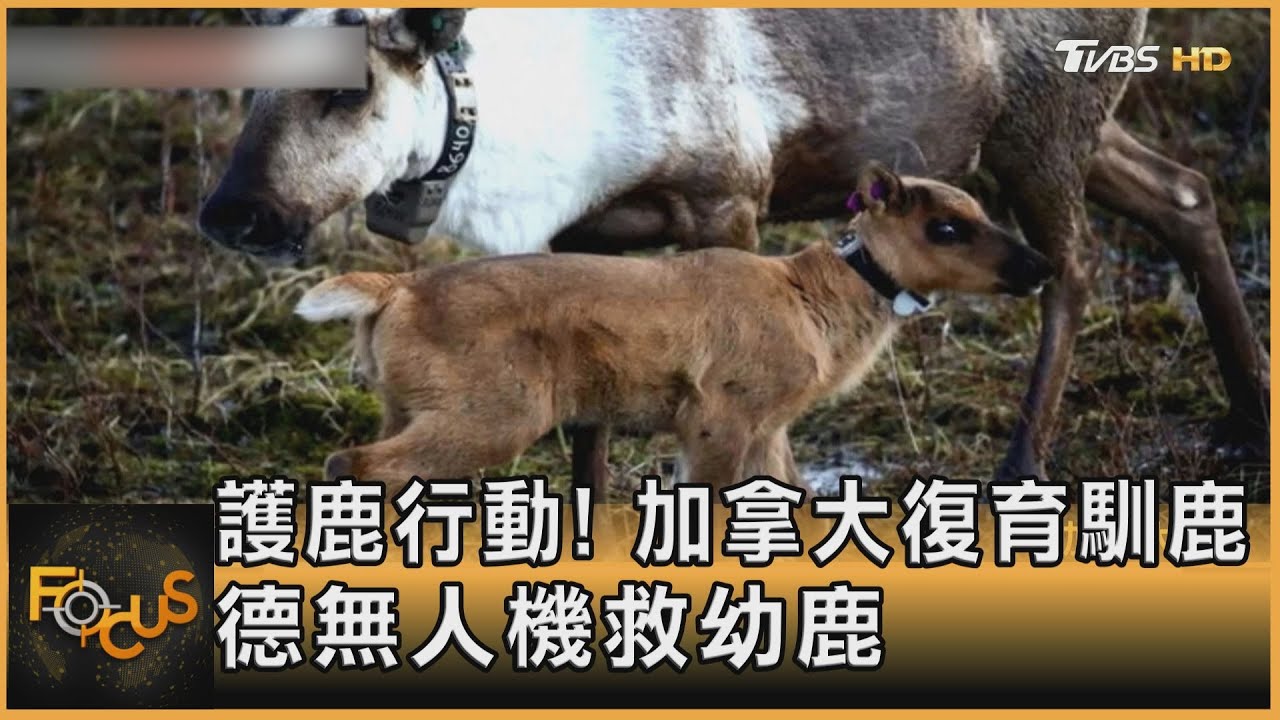 護鹿行動!加拿大復育馴鹿 德無人機救幼鹿