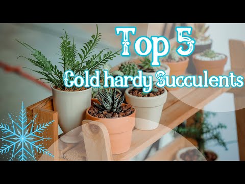 ❄️🌵☃️Top 5 cold hardy succulents that can take up to -20°C🪴