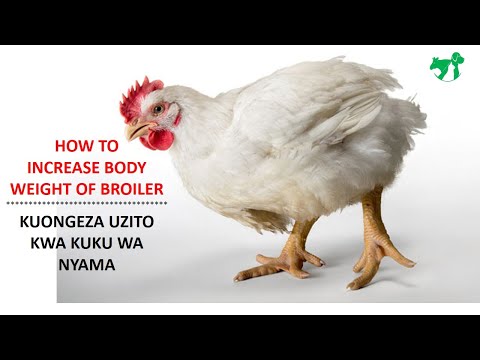 , title : 'Kuongeza uzito kwa kuku wa nyama | How to increase body weight of broiler'