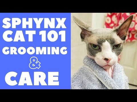 Sphynx Cat 101 : Grooming and Care