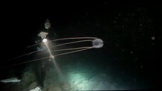 preview picture of video 'Cubomeduse (carybdea marsupialis) - immersione a Cala Paura - Polignano a Mare (Ba) - Nilox Foolish'