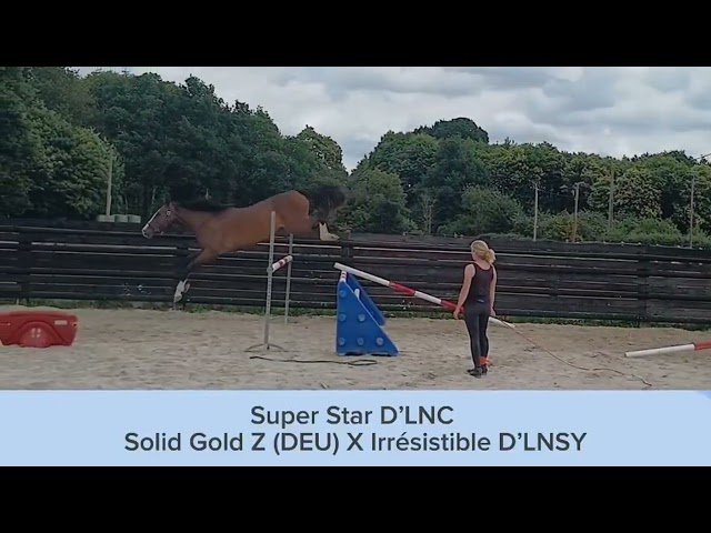 Super pouliche de 3 ans /solid gold 