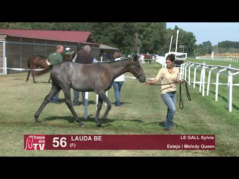 Moulins Foal Show - lot 56 - Lauda Te