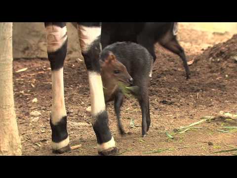 Adorable Black Duiker Born at the San Diego Zoo