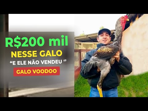 , title : 'O GALO INDIO GIGANTE DE 200 MIL REAIS'