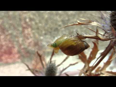 Leucochloridium paradoxum in slak