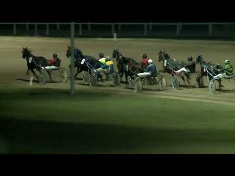 2018.12.08. 08. futam - MUSCICAPA HENDIKEP