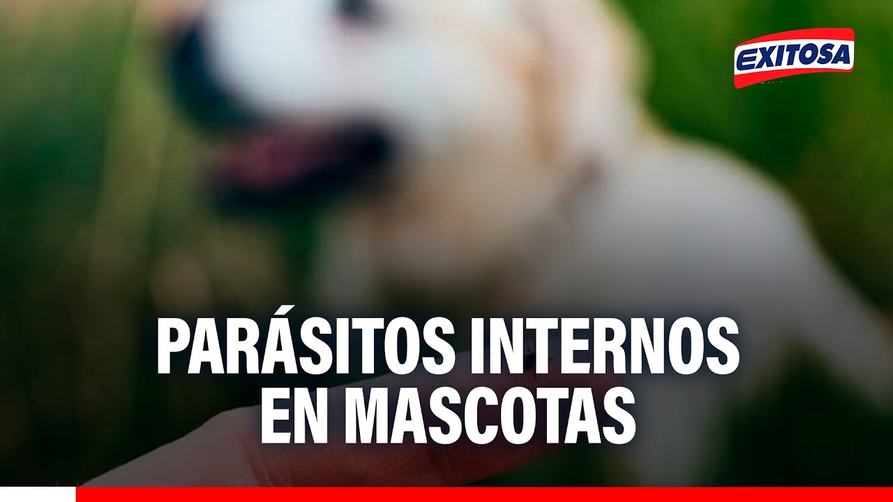 🔴🔵 Parásitos internos en mascotas: "El 50% son zoonóticos, pueden contagiarse a personas"