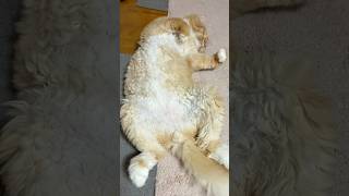 我が家のメインクーン様 #cat  #ねこ