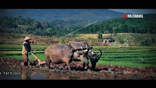 Download lagu Cover Kebayang ( lirik tengdung) mp3