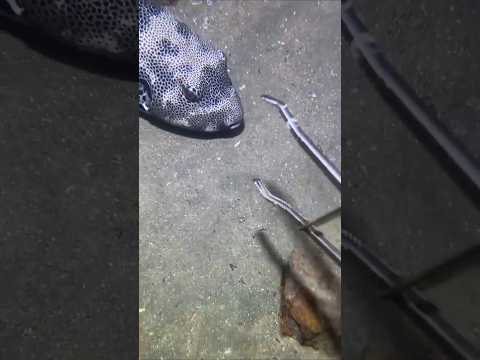 When The Fisherman Tries To Catch Them All, Then They Outsmart Him