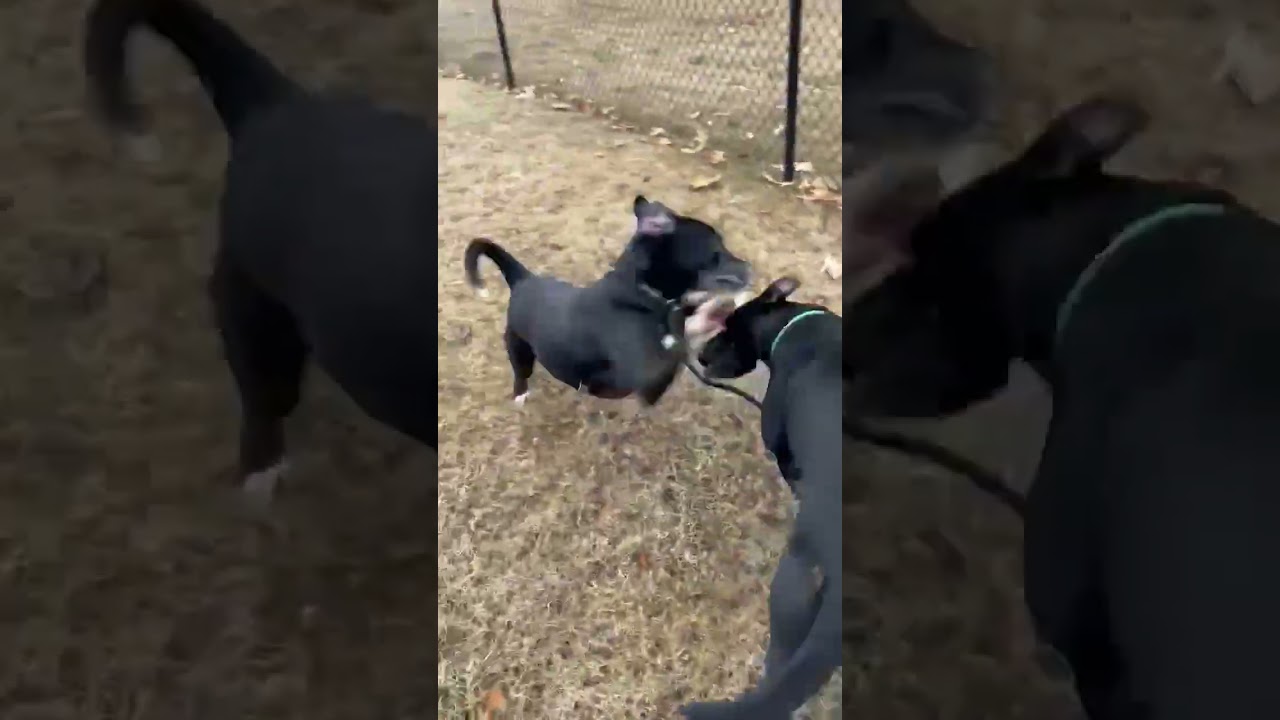 Enlarge Cole -LOCAL CT, a Adoptable mixed breed in Princeton, MA video 5/5