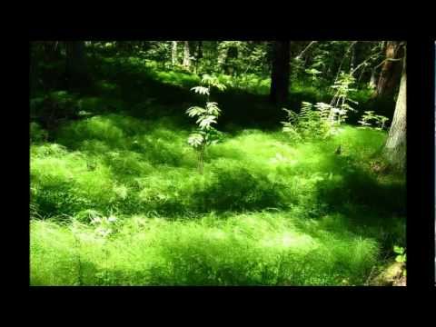 Gunnar Graps / Magnetic Band, "Vana Kodukoht"