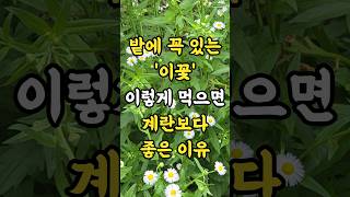 밭이고 들이고 꼭 있는 이꽃 이렇게 먹으면 계란보다 좋은 이유