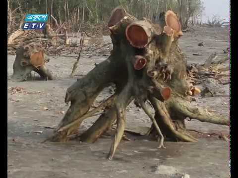 বরগুনার সংরক্ষিত বন কেটে উজাড়
