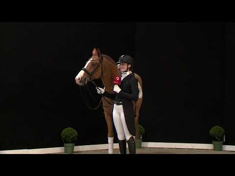 FS Numero Uno | Hengstschau 2022 | Ferienhof Stücker