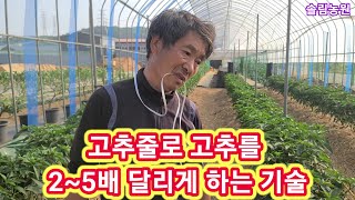 고추줄,끈으로 고추 2~5배 달리게하는 기술~고추재배방법,키우기,농사,농부 고추줄,끈띠는방법 주말농장 텃바밭…
