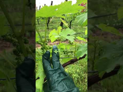 Spring in the Vineyard! Shoot thinning...