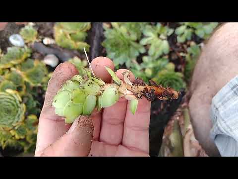 Kövirózsa gyérítési/gondozási tanácsok