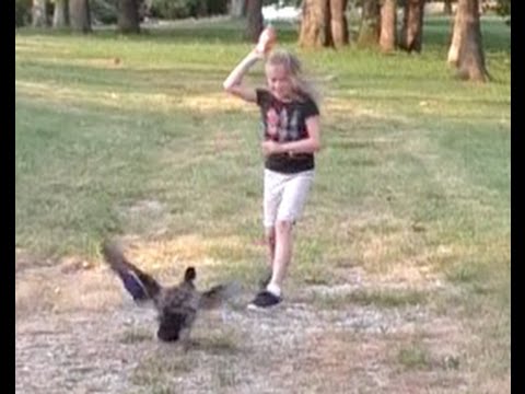 Vicious Farm Duck Attacks Daughter