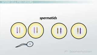 Spermatogenesis