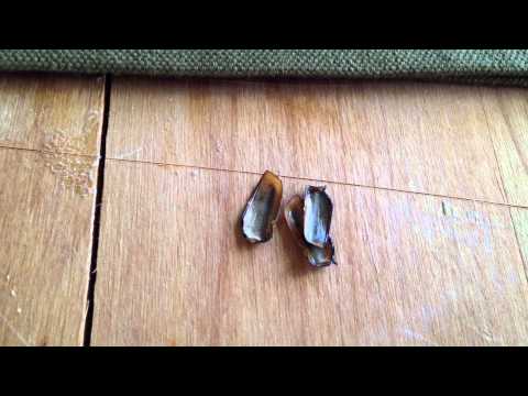 Viktor Grebennikov #2 - Static Electricity Effect