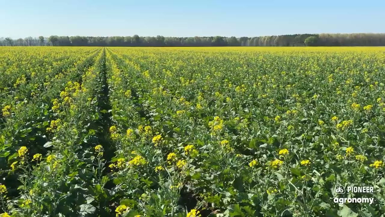 Winter Canola Trial in Mississippi 2026 | Canola In Bloom | Pioneer Agronomy