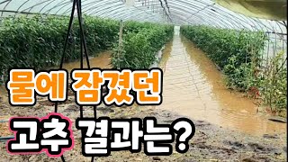 물에 잠겼던 고추밭!  대박 결과?