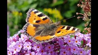 Todd Snider - Money, compliments, publicity