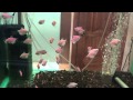 Тернеция карамелька (аквариумная рыбка) 