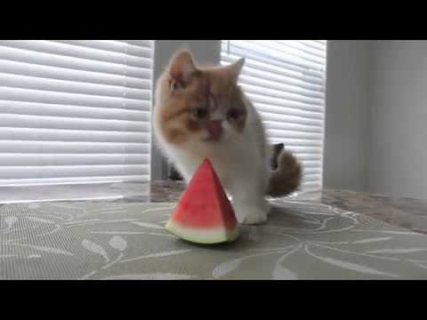 Cute Kitten Eating Watermelon