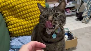 ちゃおちゅーる