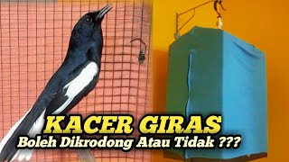 Download lagu KACER GIRAS SEBAIKNYA HARIAN DIKRODONG ATAU TIDAK ??? mp3