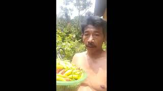 Download lagu Baru 3 Bulan Tanam Cabai Pakai Pupuk Nasa #pupukcabe #pupuknasa #tanamcabai #urbanfarming mp3 Download lagu Baru 3 Bulan Tanam Cabai Pakai Pupuk Nasa #pupukcabe #pupuknasa #tanamcabai #urbanfarming mp3