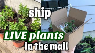 pack Etsy orders with me | online herb shop tips | how to pack and ship live plants in the mail 🌱