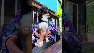 感動と後悔が入り混じる体験でした🐶〜お犬様との暮らしVlog〜静岡の川根本町ってところで1日過ごしてリフレッシュ☀️#犬のいる暮らし #犬との暮らし #犬のいる生活 #vlog #dogvlog