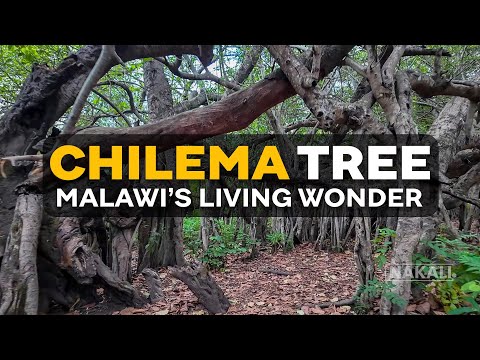 CHILEMA TREE: Africa’s Living Wonder