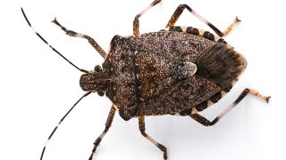How to Get Rid of STINK BUGS Naturally & FAST