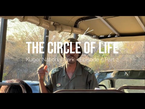The Circle of Life – Episode 5 (Part 2) Sunset Safari with Leopard & Hyena Encounters in Kruger