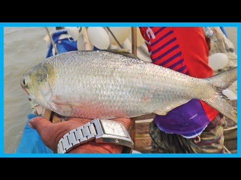Amazing Fast Hilsa Fishing Skill (PART 20) - Catching Hilsa Fish Big on the Sea