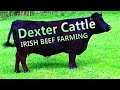 Beef Farming in Ireland -- Dexter Cattle