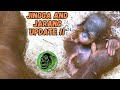 Exciting Update Video: Meet Baby Orangutan Jarang And Mom Jingga!