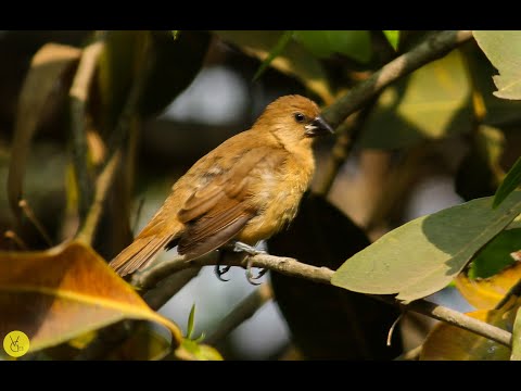 Scaly Breasted Munia - Juvenile