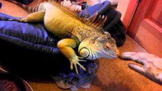 Dealing with Iguana Aggression