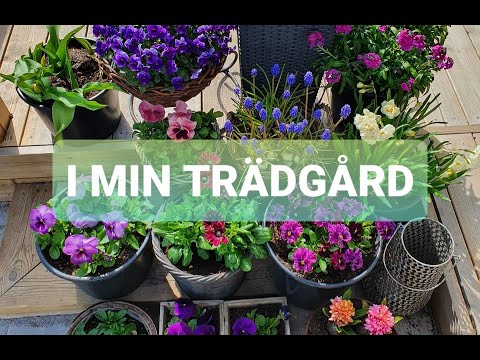 🌾🌿TRÄDGÅRDSVLOGG - PLANTERAR PERENNER🌿🌾