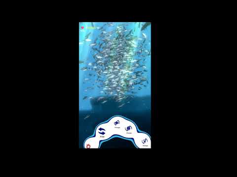 school of fish  AR Video