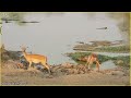9 Amazing Moments Of Prey Escapes Predators Different Animals Videos Amazon Animals Amazon Wild
